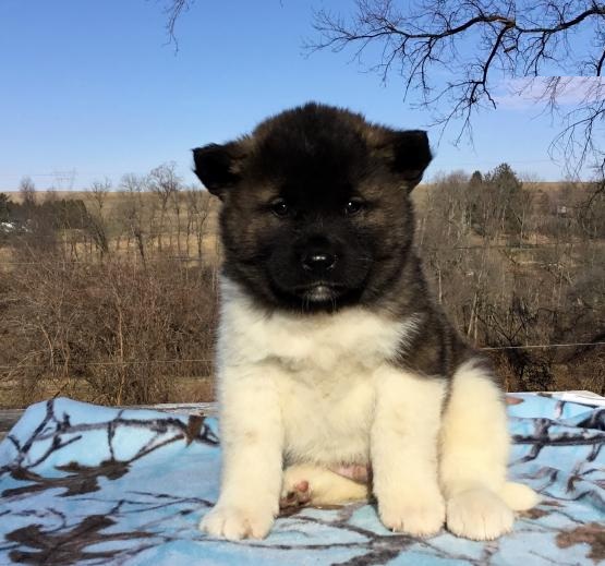 Akita Puppies Image eClassifieds4u