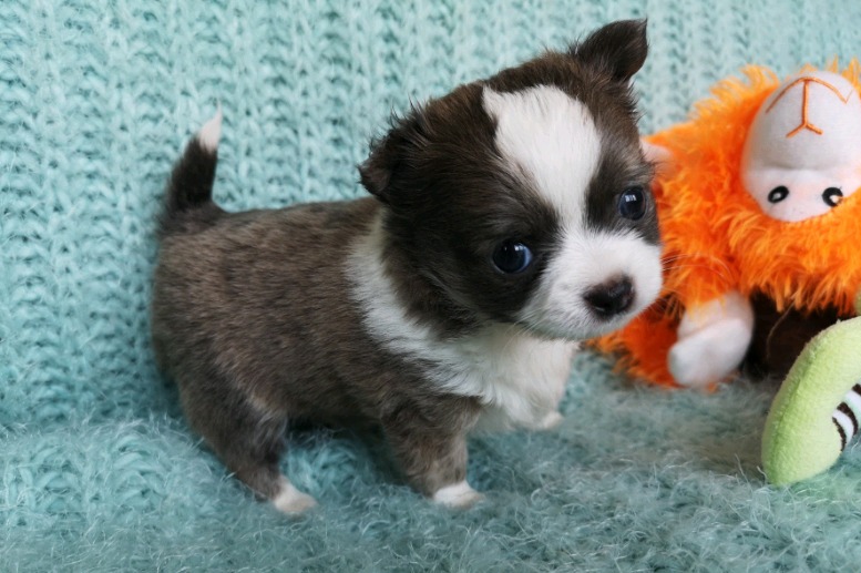 Chihuahua puppies Image eClassifieds4u