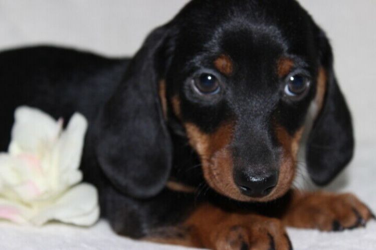 Dachshund puppies Image eClassifieds4u