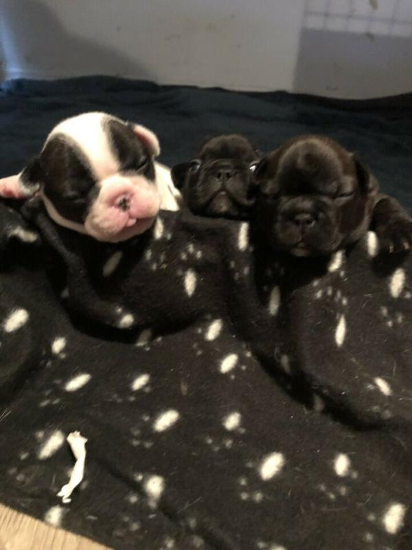 French Bulldog Puppies Available For Adoption Image eClassifieds4u