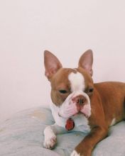 Adorable Boston terrier Puppies Available Image eClassifieds4U