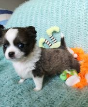 Chihuahua puppies Image eClassifieds4u 2