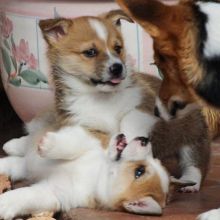 C.K.C Pembroke Welsh Corgi Puppies For Adoption Image eClassifieds4u 2