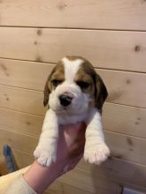Fabulous Ckc Beagle Puppies For Re-Homing Image eClassifieds4U
