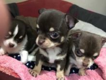 Precious Chihuahua puppies Image eClassifieds4u 2