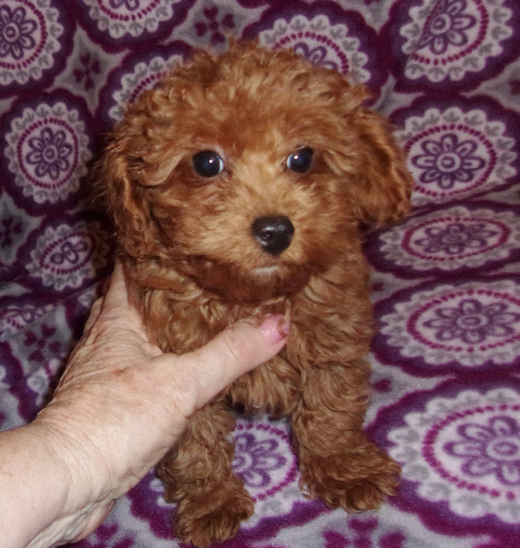 Poodle Puppies for rehoming Image eClassifieds4u