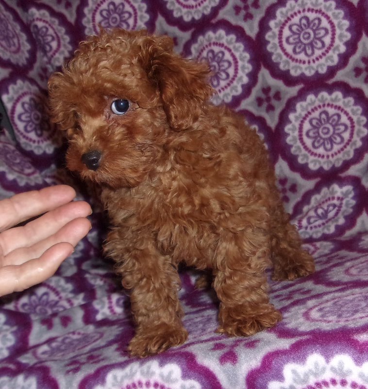 Poodle Puppies ready Image eClassifieds4u