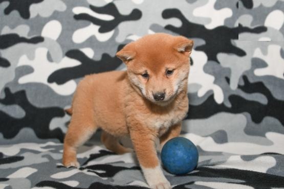 Shiba Inu Puppies Image eClassifieds4u