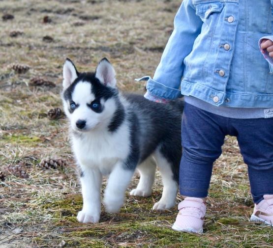 Siberian Husky Puppies Image eClassifieds4u