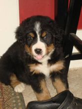 beautiful Bernese mountain dog puppies for adoption