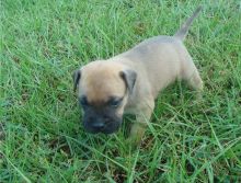 Registered bullmastiff puppies available.