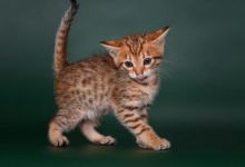 lovely exotic Savannah kittens Image eClassifieds4U