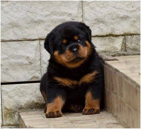 Need to find a good home for my Rottweiler puppies Image eClassifieds4u