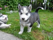 Adorable Siberian Husky For Adoption