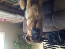 German Shepherd Puppy (6 months) Image eClassifieds4U