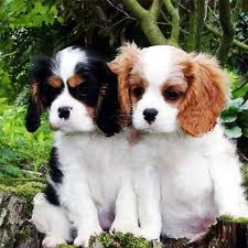 ✔ ✔ Eye-Catching ☮ Cavalier King Charles Spaniel ☮ Puppies ✔ ✔ Image eClassifieds4u