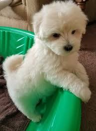 ✔ ✔Stunning Maltipoo Puppies ✔ ✔ Image eClassifieds4u