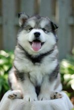 Alaskan Malamute puppies awaiting new homes