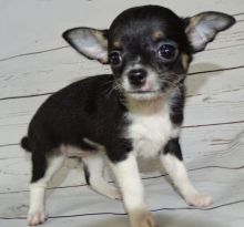 Apple Head Tiny Chihuahua puppies available.