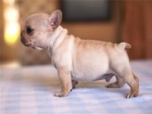 Attractive male and female French Bulldog puppies