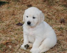 Beautiful Golden Retriever Puppies for any pet loving home