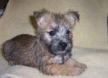 Cute Cairn Terrier puppies Available.