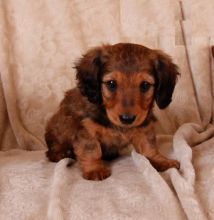 Dachshund