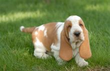 Healthy Basset Hound Pups available