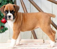 Healthy Male and female Boxer puppies for Re-Homing