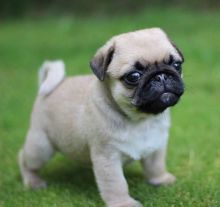 Healthy Male and Female Pug Puppies For Adoption