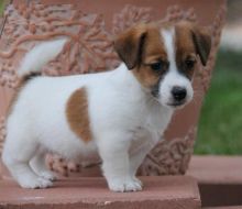 Jack Russell Puppies for new homes