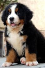 Male and female Bernese Mountain dog puppies