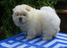 Outstanding Chow Chow puppies