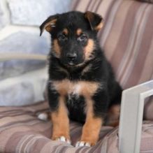 Potty Trained German Shepard Puppies Akc Registered For Adoption.