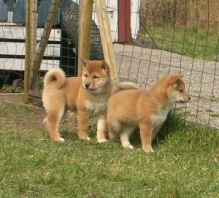 Purebred Shiba Inu puppies for adoption