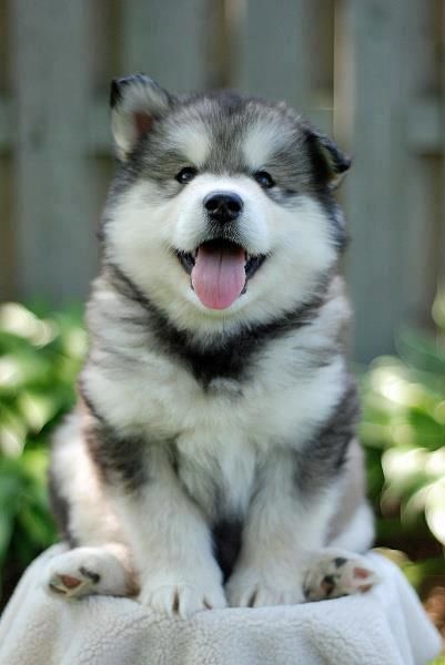 Alaskan Malamute puppies awaiting new homes Image eClassifieds4u