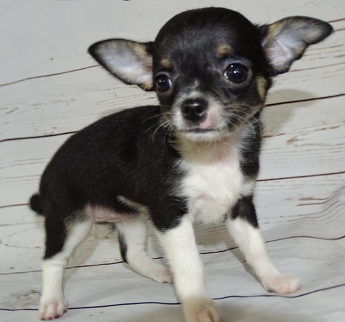 Apple Head Tiny Chihuahua puppies available. Image eClassifieds4u