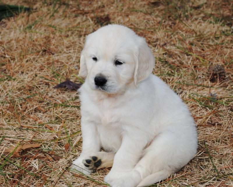Beautiful Golden Retriever Puppies for any pet loving home Image eClassifieds4u