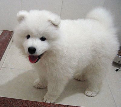 Beautiful Samoyed Puppies For Pet Loving Homes Image eClassifieds4u