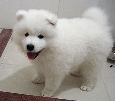 Beautiful Samoyed Puppies For Pet Loving Homes Image eClassifieds4u