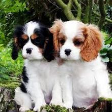 ✔ ✔ Eye-Catching ☮ Cavalier King Charles Spaniel ☮ Puppies ✔ ✔ Image eClassifieds4U