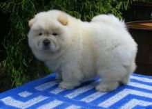 Outstanding Chow Chow puppies Image eClassifieds4U