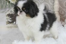 Pedigree Japanese Chin Puppies Image eClassifieds4U