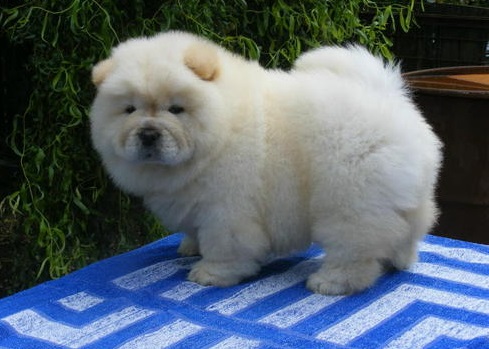 Outstanding Chow Chow puppies Image eClassifieds4u