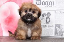 Cavachon Puppies For You