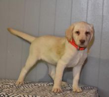 Labrador Retriever Puppies For You