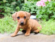 Lovely Cute Dachsund Puppies Available for Adoption Text (267) 409-6931.:templetonlesly10@gmail.com