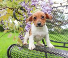 Quality Jack Russell Puppies Available for Adoption Text (267) 409-6931.:templetonlesly10@gmail.com