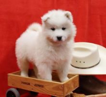 Samoyed Puppies For You