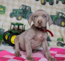 Weimaraner Puppies For You